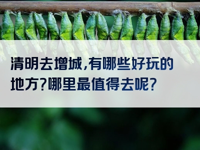 清明去增城，有哪些好玩的地方？哪里最值得去呢？