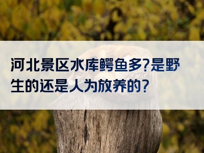 河北景区水库鳄鱼多？是野生的还是人为放养的？