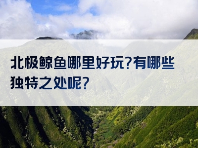 北极鲸鱼哪里好玩？有哪些独特之处呢？