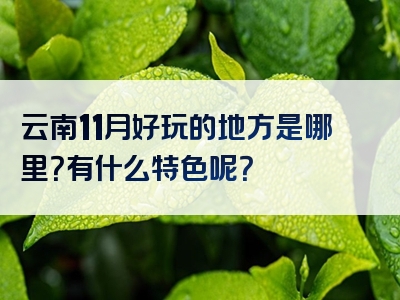 云南11月好玩的地方是哪里？有什么特色呢？