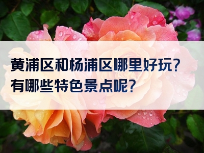 黄浦区和杨浦区哪里好玩？有哪些特色景点呢？