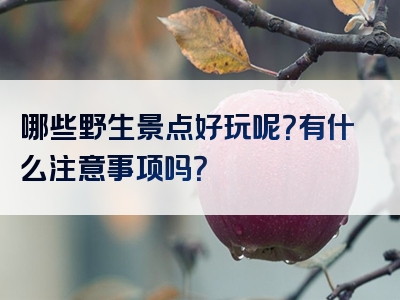 哪些野生景点好玩呢？有什么注意事项吗？