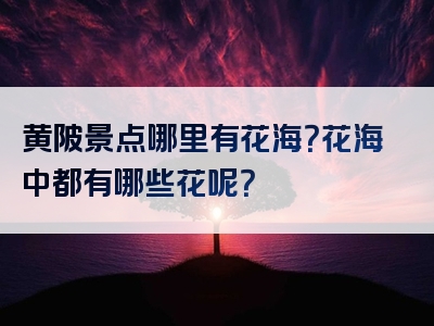 黄陂景点哪里有花海？花海中都有哪些花呢？