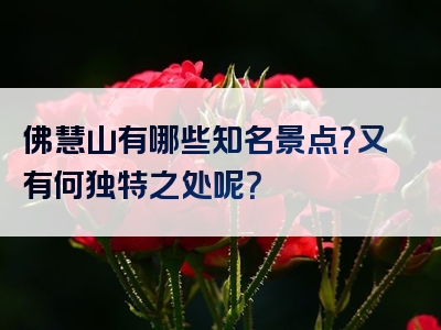 佛慧山有哪些知名景点？又有何独特之处呢？