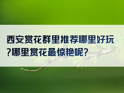 西安赏花群里推荐哪里好玩？哪里赏花最惊艳呢？