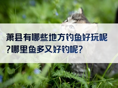 萧县有哪些地方钓鱼好玩呢？哪里鱼多又好钓呢？