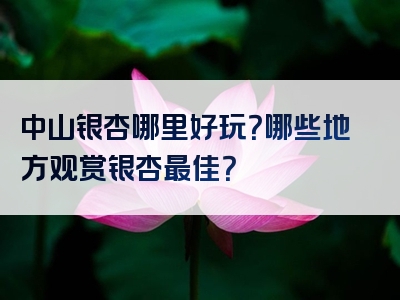 中山银杏哪里好玩？哪些地方观赏银杏最佳？