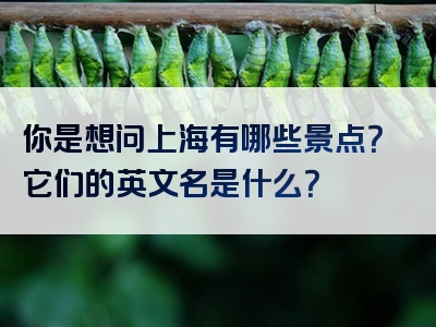 你是想问上海有哪些景点？它们的英文名是什么？