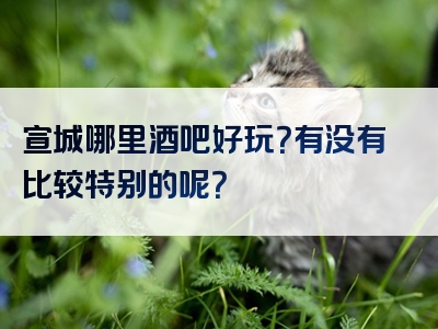 宣城哪里酒吧好玩？有没有比较特别的呢？