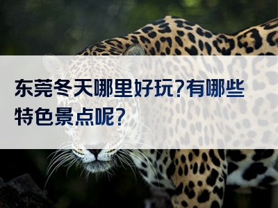 东莞冬天哪里好玩？有哪些特色景点呢？