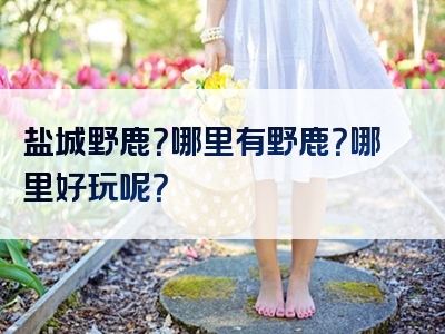 盐城野鹿？哪里有野鹿？哪里好玩呢？