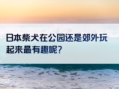 日本柴犬在公园还是郊外玩起来最有趣呢？