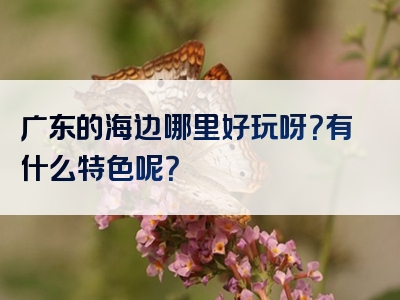 广东的海边哪里好玩呀？有什么特色呢？