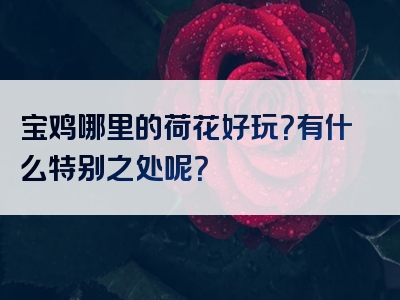 宝鸡哪里的荷花好玩？有什么特别之处呢？