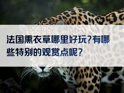 法国熏衣草哪里好玩？有哪些特别的观赏点呢？