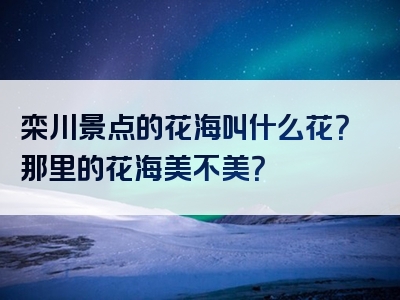 栾川景点的花海叫什么花？那里的花海美不美？