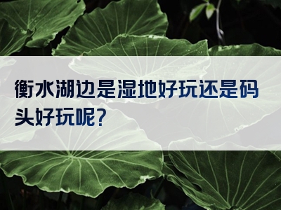 衡水湖边是湿地好玩还是码头好玩呢？