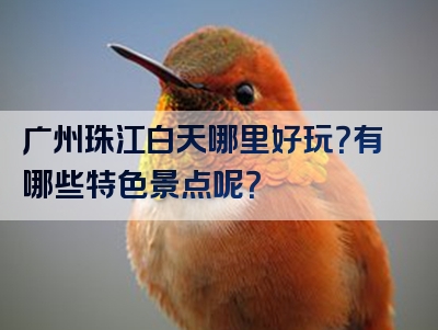 广州珠江白天哪里好玩？有哪些特色景点呢？