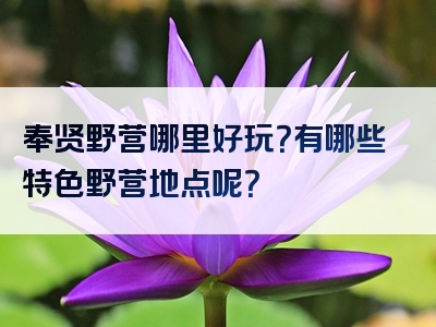 奉贤野营哪里好玩？有哪些特色野营地点呢？